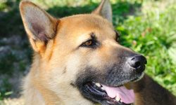 Etiam commodo convallis