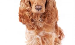 Etiam dictum egestas